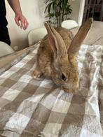 Vlaamse reuzen, Animaux & Accessoires, Lapins, Mâle, Grand, 0 à 2 ans