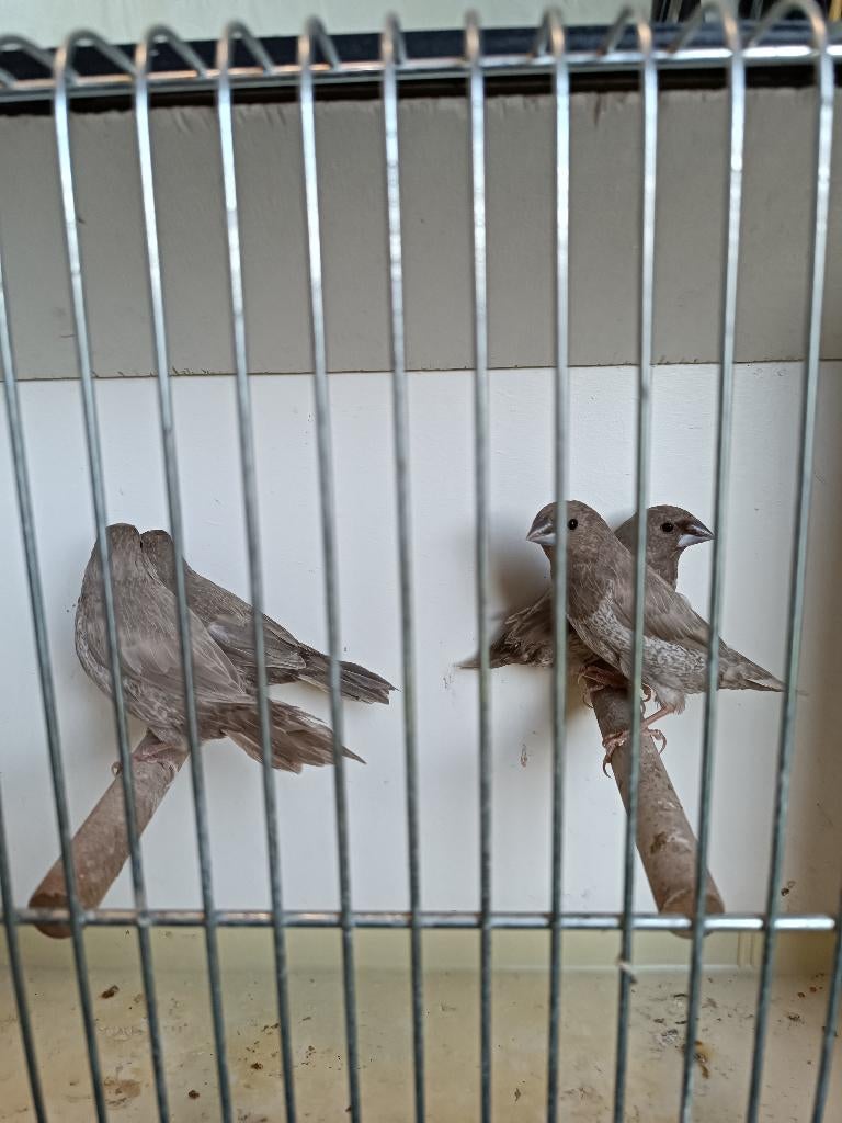 Japanse meeuwen, Animaux & Accessoires, Oiseaux | Canaris