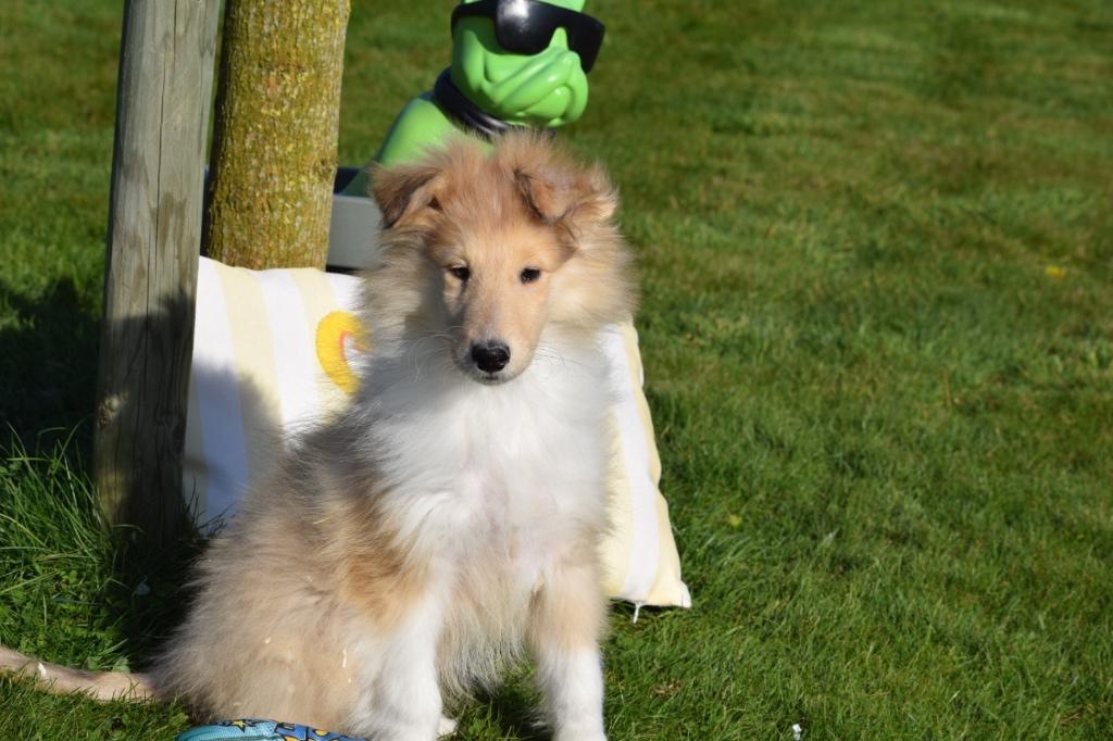 Schotse collie Lassy pups nog 1 beschikbaar, Dieren en Toebehoren, Honden | Herdershonden en Veedrijvers, Reu, Herder, Fokker | Professioneel