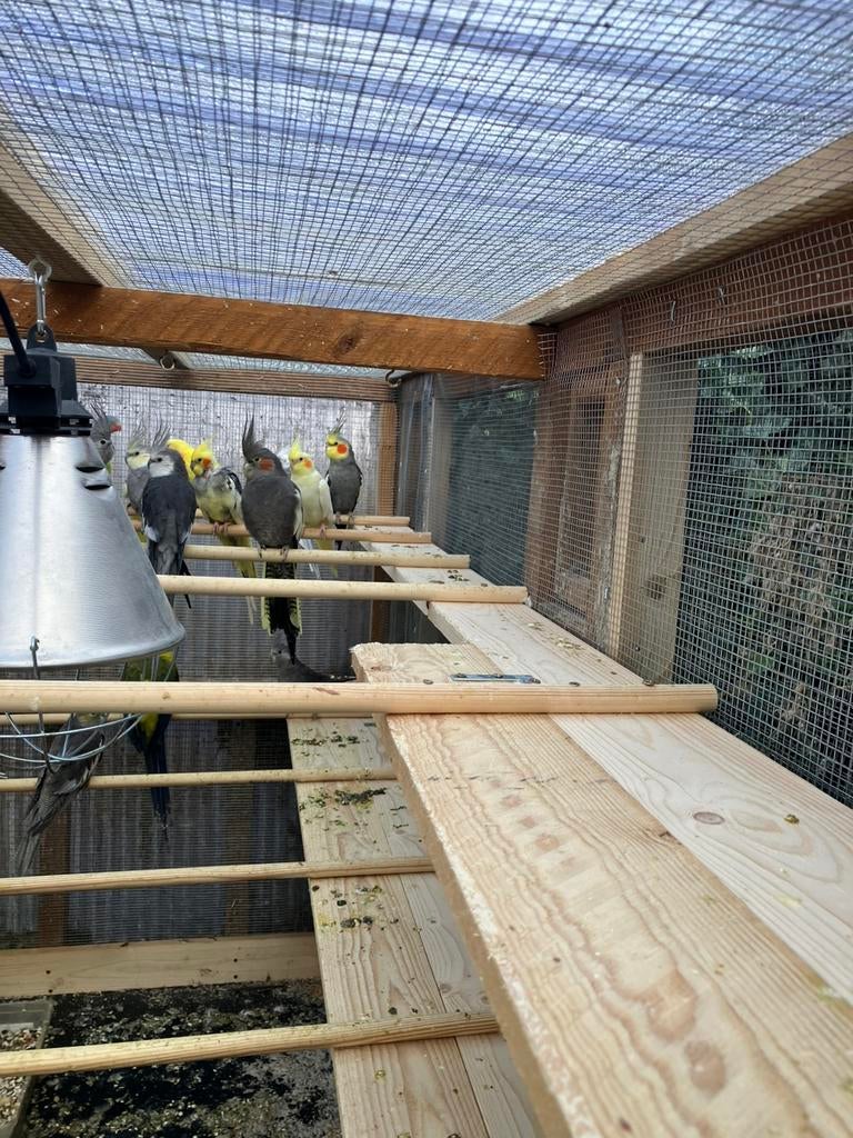 WITKOP-GEPARELDE-WILDKELUR-BONTE-GEELWANG-LUTINO VALKPARKIET, Dieren en Toebehoren, Vogels | Parkieten en Papegaaien, Parkiet