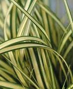 Carex Evergold, Tuin en Terras, Planten | Tuinplanten, Ophalen, Halfschaduw