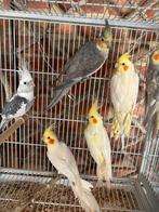 Valkparkiet, Dieren en Toebehoren, Vogels | Parkieten en Papegaaien, Tam