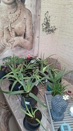 Aloe vera, Tuin en Terras, Planten | Tuinplanten, Ophalen