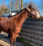 Super knappe grote Dpony ruin!!, Dieren en Toebehoren, E pony (1.48m - 1.57m), Ruin, 3 tot 6 jaar, Gechipt