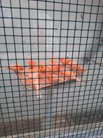 Kanaries oranje rood, Meerdere dieren, Kleurkanarie