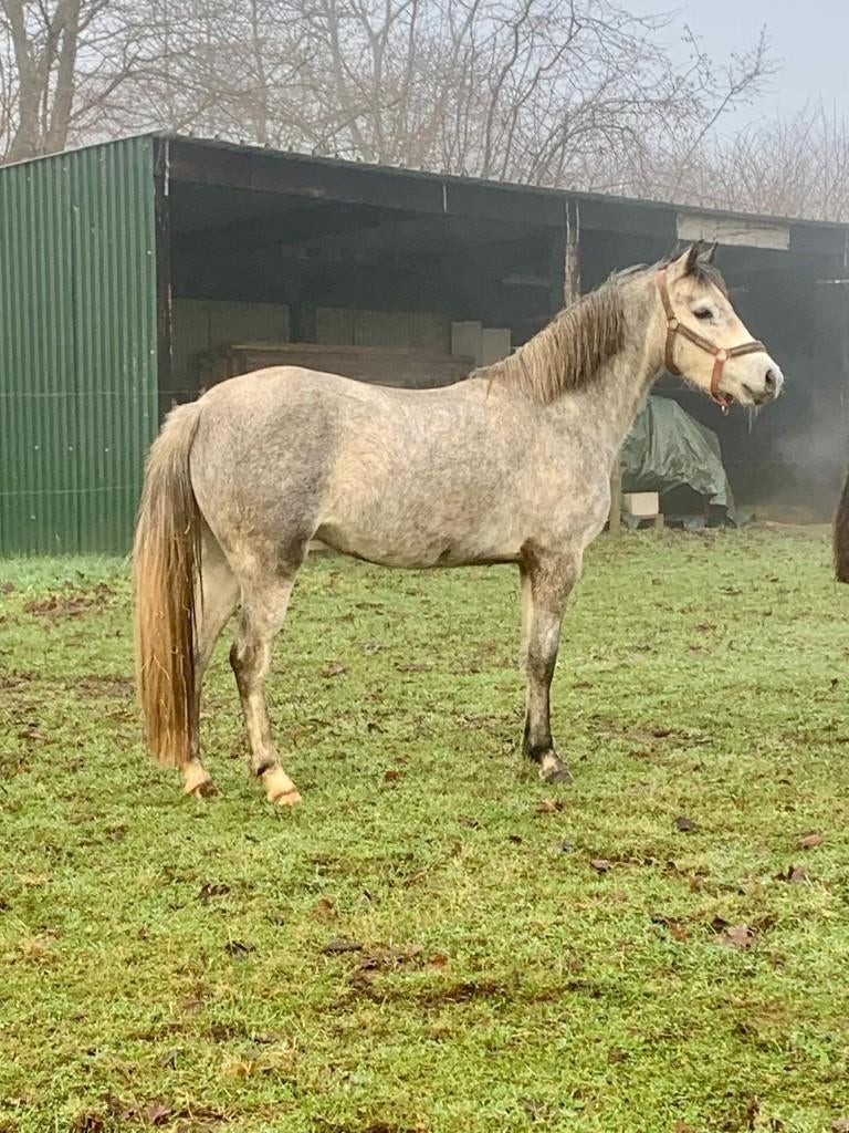 C-pony merrie 4j met papieren, lief karakter, project/maatje, Jument, Débourré