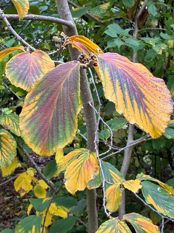 tuinplanten, Tuin en Terras, Planten | Tuinplanten, Vaste plant, Winter, Ophalen