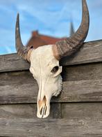 Schedel met tanden buffel, Ophalen