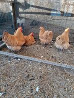 Broedeieren van orpington hennen, Poule ou poulet