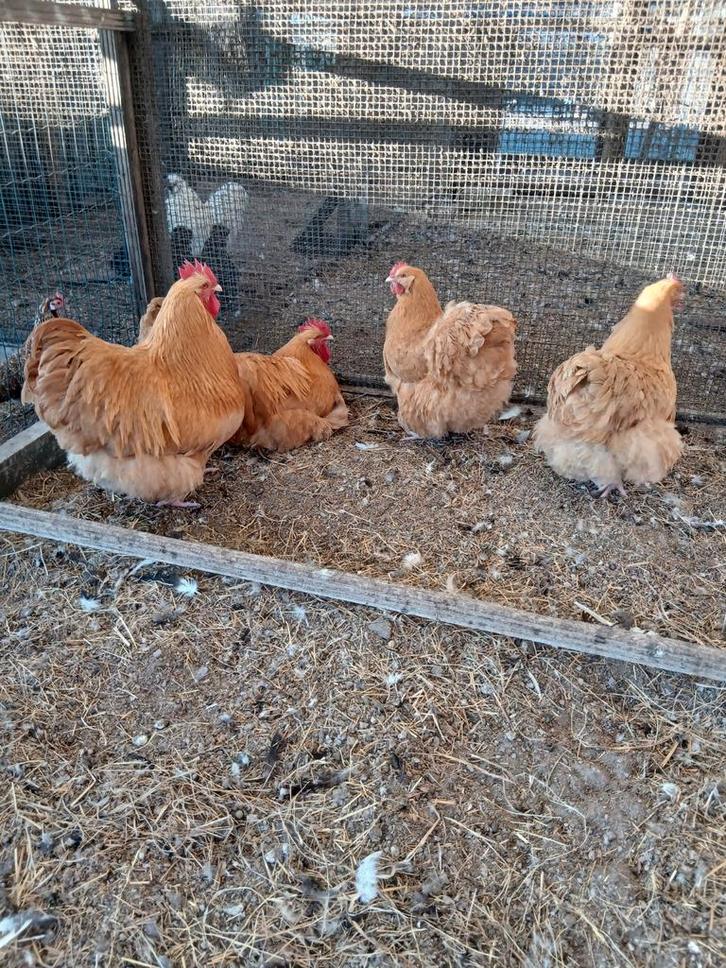 Broedeieren van orpington hennen, Animaux & Accessoires, Volatiles, Poule ou poulet