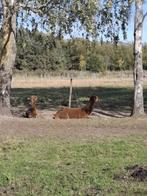 Alapaca hengsten te koop licht en donker bruin, Ophalen of Verzenden