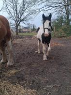 Tinker merrie jaarling, Dieren en Toebehoren, Merrie, Minder dan 160 cm, Onbeleerd, Gechipt