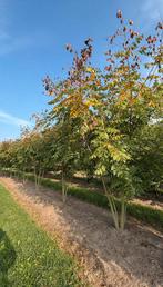 Koelreuteria paniculata | arbres à plusieurs tiges, Enlèvement ou Envoi, Été