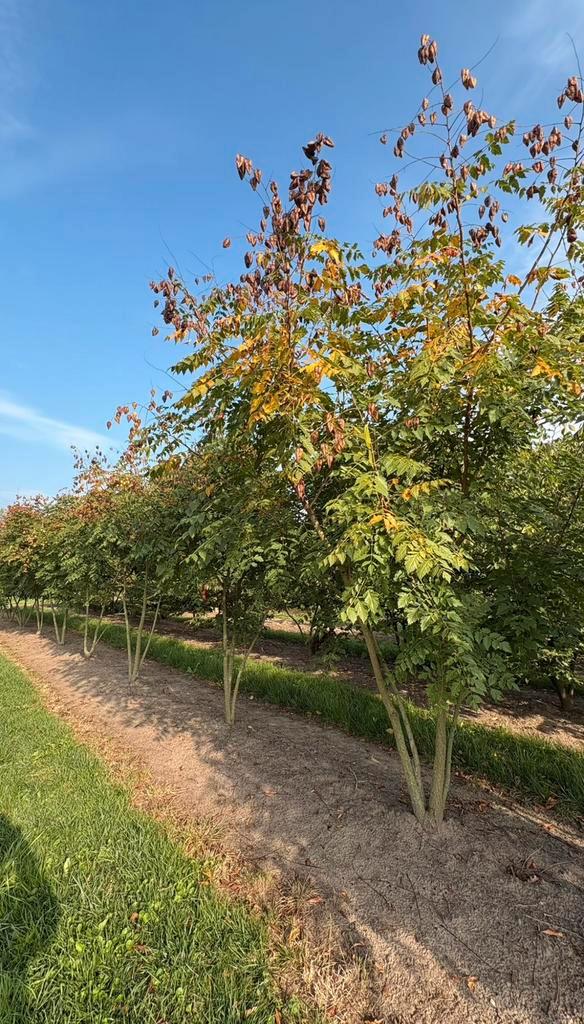 Koelreuteria paniculata | meerstammige bomen, Tuin en Terras, Planten | Bomen, Zomer, Ophalen of Verzenden