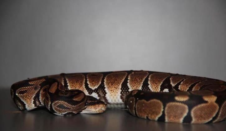 Ball Pythons (te koop / te ruil), Animaux & Accessoires, Reptiles & Amphibiens, Serpent, 0 à 2 ans, Domestique
