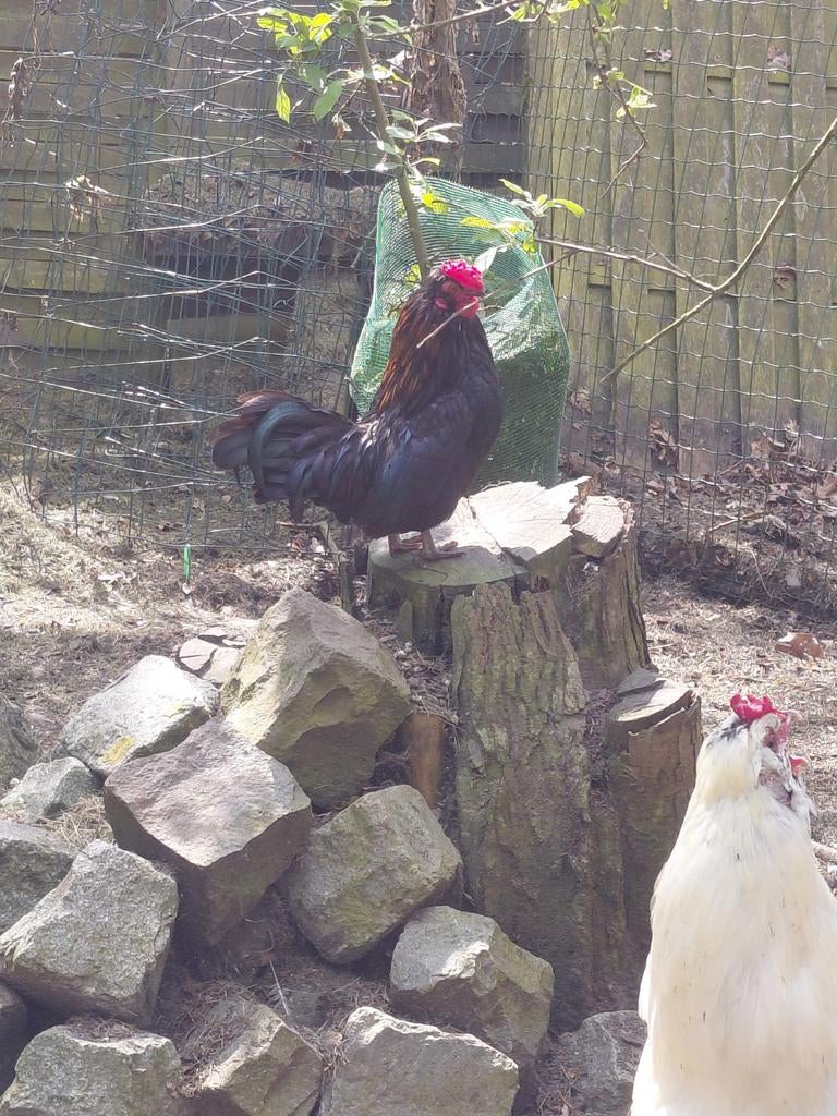 Kleinst kippetjes, Animaux & Accessoires