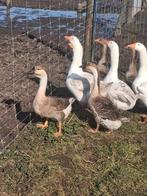 Koppel of trio Chinese knobbelganzen, Animaux & Accessoires, Volatiles, Plusieurs animaux, Oie ou Cygne