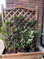 Laurierstruik, nobilis, keukenkruid , laurierboom, Tuin en Terras, Planten | Tuinplanten, Ophalen, Zomer, Halfschaduw
