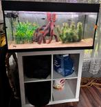 Aquarium 1Meter, Enlèvement, Comme neuf