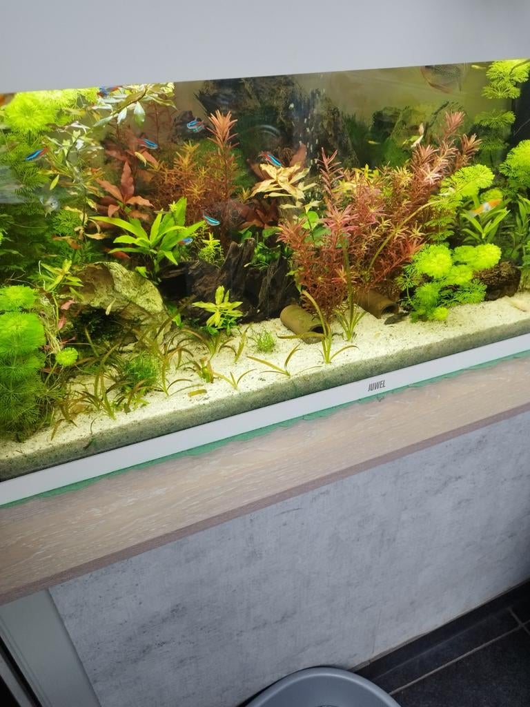 Zoek je een goede thuis voor je vissen