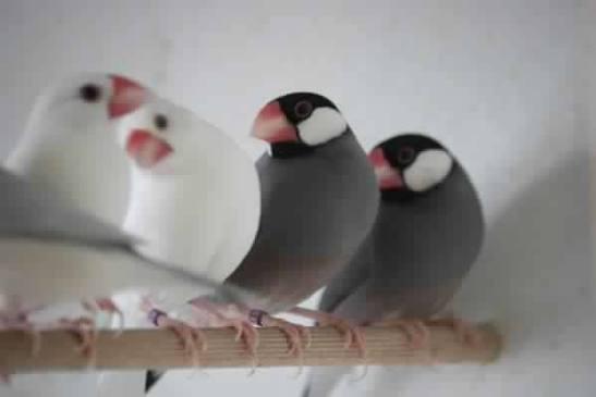 Plusieurs Padda avendre, Animaux & Accessoires, Oiseaux | Canaris