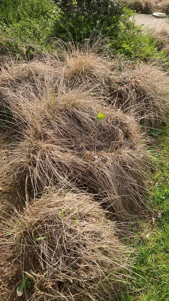 Siergrassen, Tuin en Terras, Gras en Kunstgras, Ophalen, Gebruikt, 10 tot 20 m², Gras