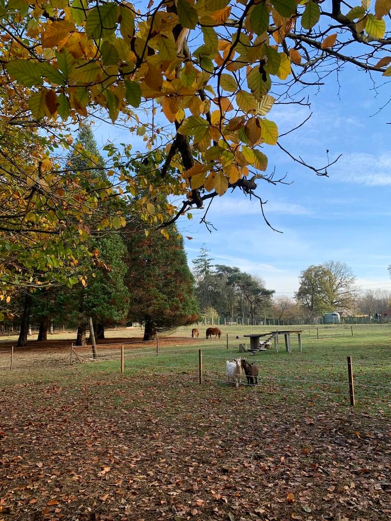 Gezocht: paard/ D-E pony, Animaux & Accessoires, Poneys