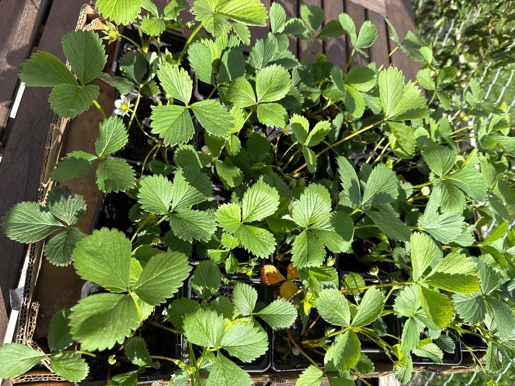 Aardbeiplantjes, Tuin en Terras, Planten | Tuinplanten, Ophalen, Volle zon, Vaste plant, Fruitplanten