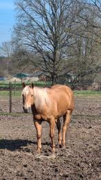 Palomino ruin van 2018, Dieren en Toebehoren, Ruin