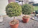Mooie grote buxussen op stam., Ophalen, Bolboom