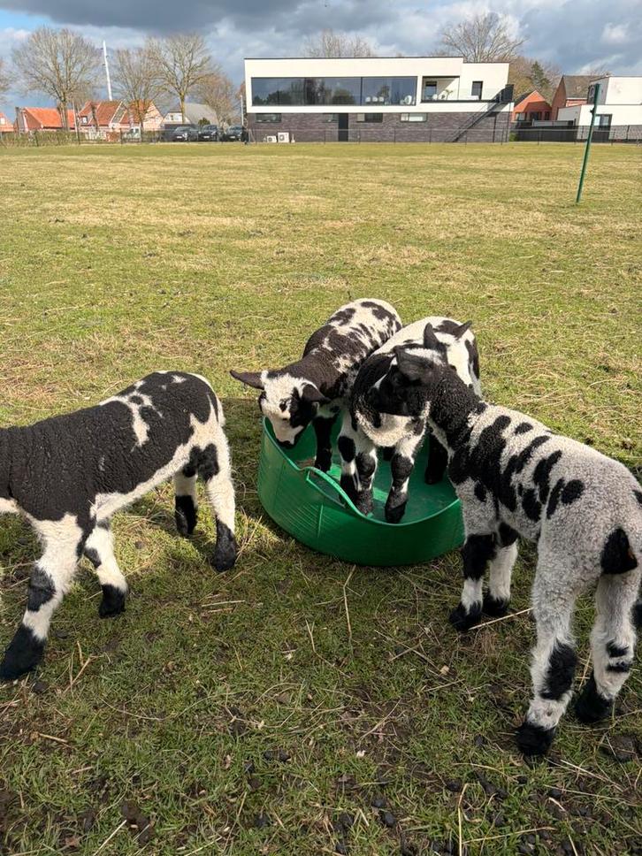 Prachtige baggerbonte ram lammeren, Dieren en Toebehoren, Schapen, Geiten en Varkens, Mannelijk