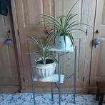 Grote kamerplanten Chlorophitum Comosum, 3€ per één plant, Bloeiende kamerplant, Ophalen of Verzenden, In pot