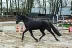 Brave 3 jarige zwarte D pony merrie dressuurpony springpony, Dieren en Toebehoren, Merrie, Springpaard, Minder dan 160 cm, 3 tot 6 jaar