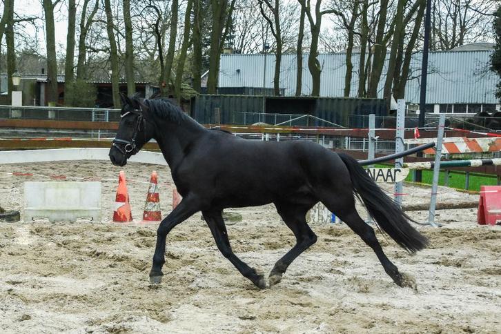 Brave 3 jarige zwarte D pony merrie dressuurpony springpony, Dieren en Toebehoren, Paarden, Merrie, Onbeleerd, Minder dan 160 cm