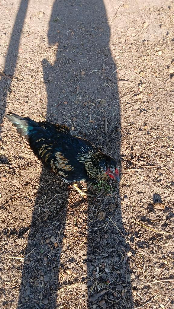 Twee jonge haantjes, Dieren en Toebehoren, Pluimvee, Kip, Mannelijk