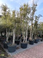 Kurkeiken quercus suber te koop, Tuin en Terras, Planten | Bomen, Overige soorten, 250 tot 400 cm, Zomer, Ophalen