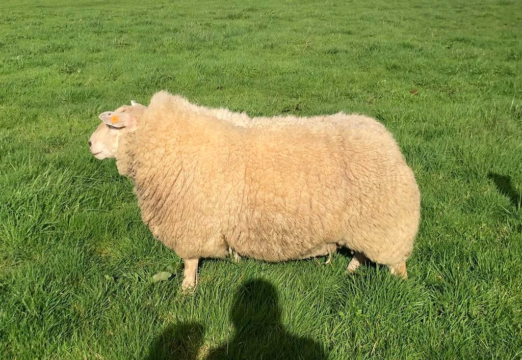 2-jarige ram te koop, Dieren en Toebehoren, Mannelijk, Schaap, 0 tot 2 jaar