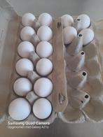 Broedeieren Witte leghorn, Dieren en Toebehoren, Pluimvee
