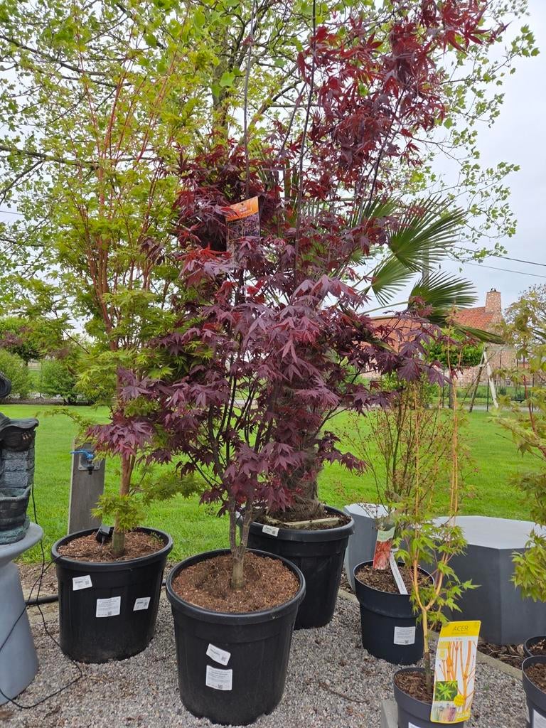Acer - Japanse Esdoorn 'Bloodgood', Tuin en Terras, Ophalen, Halfschaduw