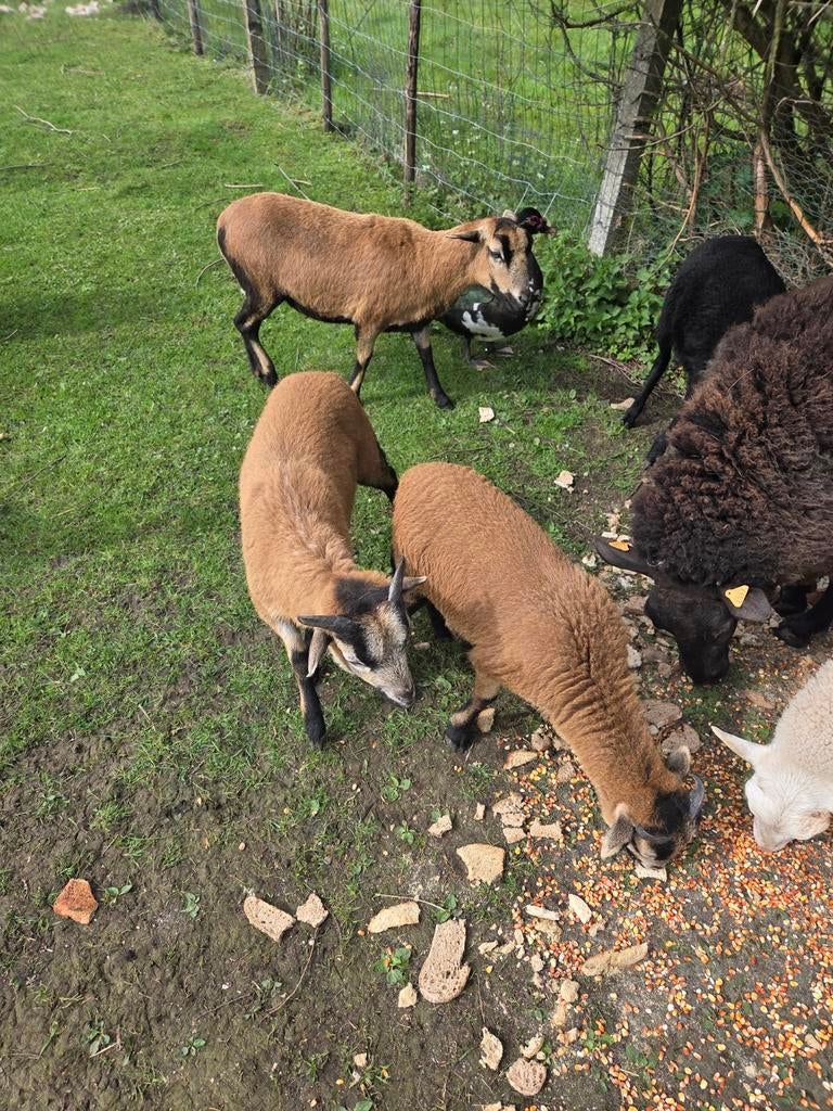 Kameroen schapen, Dieren en Toebehoren, Schapen, Geiten en Varkens, Meerdere dieren, Schaap, 0 tot 2 jaar