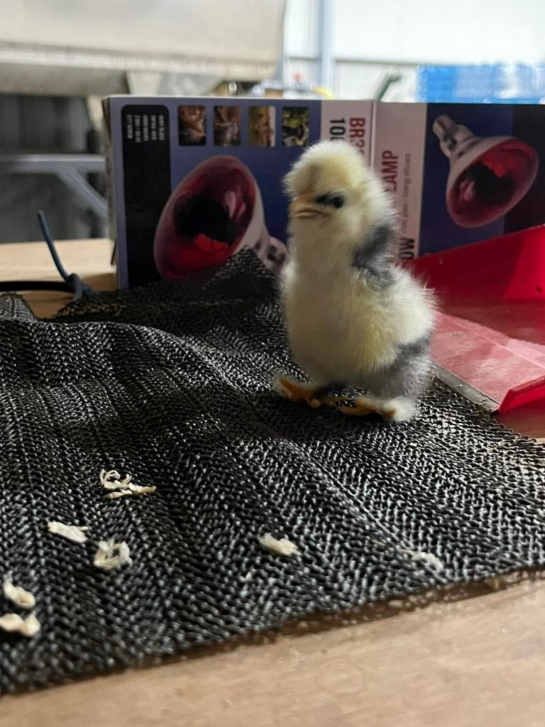 USA zijdehoen kuikentjes, Geslacht onbekend, Kip