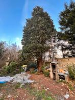 Vuurvaste BBQ, Tuin en Terras, Planten | Bomen, Ophalen