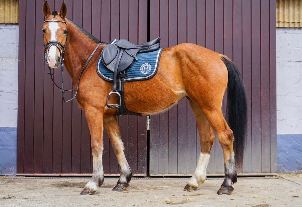 Mooie 4-jarige Franche-Montagne merrie, Dieren en Toebehoren, Paarden, Merrie