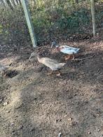 Broed eieren loop eend, Plusieurs animaux, Canard