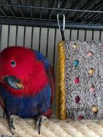 edelpapagai, Dieren en Toebehoren, Vrouwelijk, Papegaai, Pratend