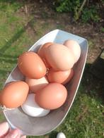 Verse eieren, Dieren en Toebehoren