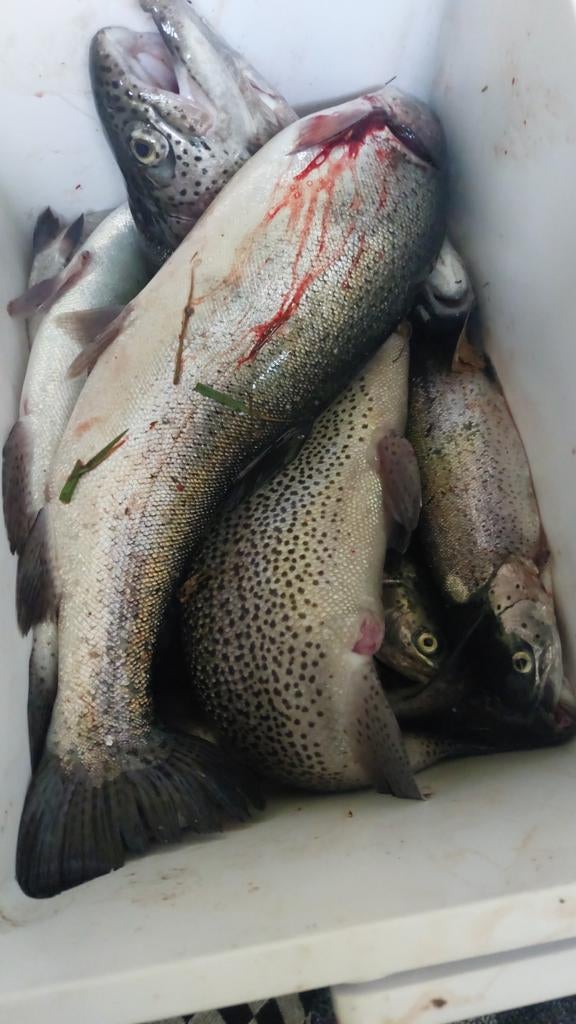 Zalm vis, Ophalen of Verzenden