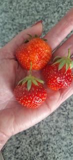 Aardbeiplanten, Enlèvement