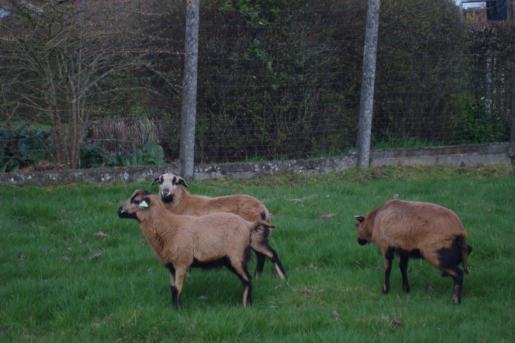 mouton, Animaux & Accessoires, Femelle, Mouton, 0 à 2 ans