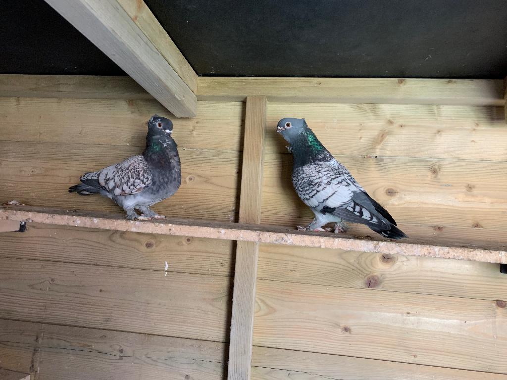 Koppel oud oosterse meeuwtjes met jongen, Meerdere dieren, Overige soorten